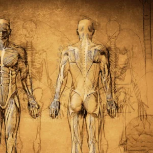 Clinical Human Anatomy
