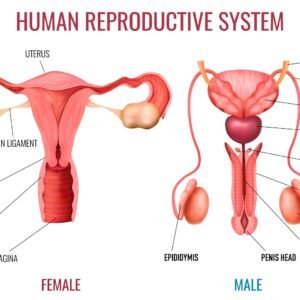 Reproductive 26 HistoPathology
